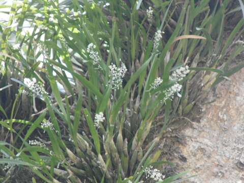 Image of Scaphyglottis micrantha (Lindl.) Ames & Correll