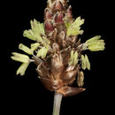 Image of Ecdeiocoleaceae
