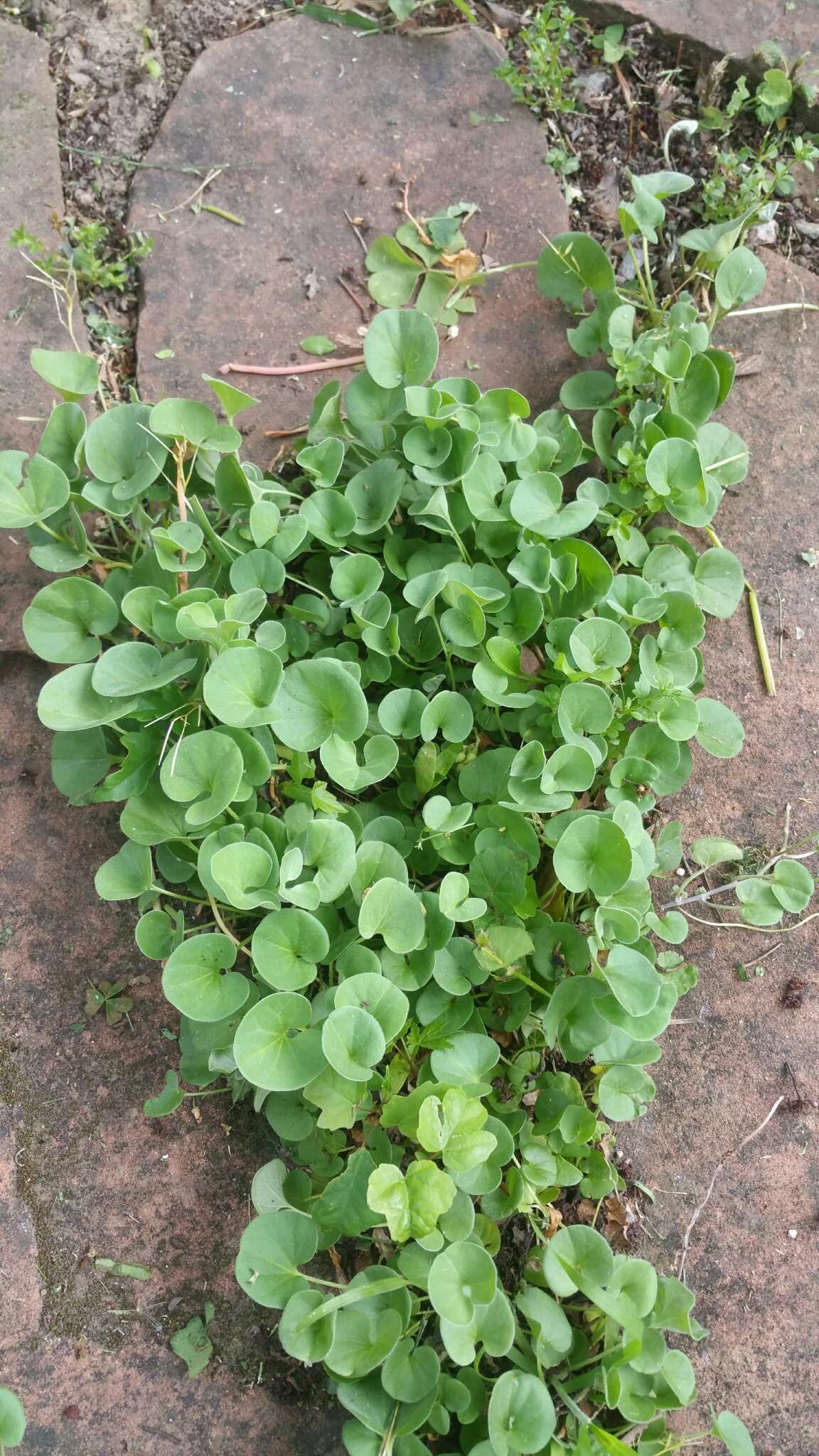 Dichondra donelliana Tharp & M. C. Johnston resmi