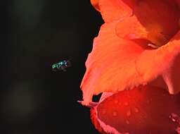 Image of orchid bee