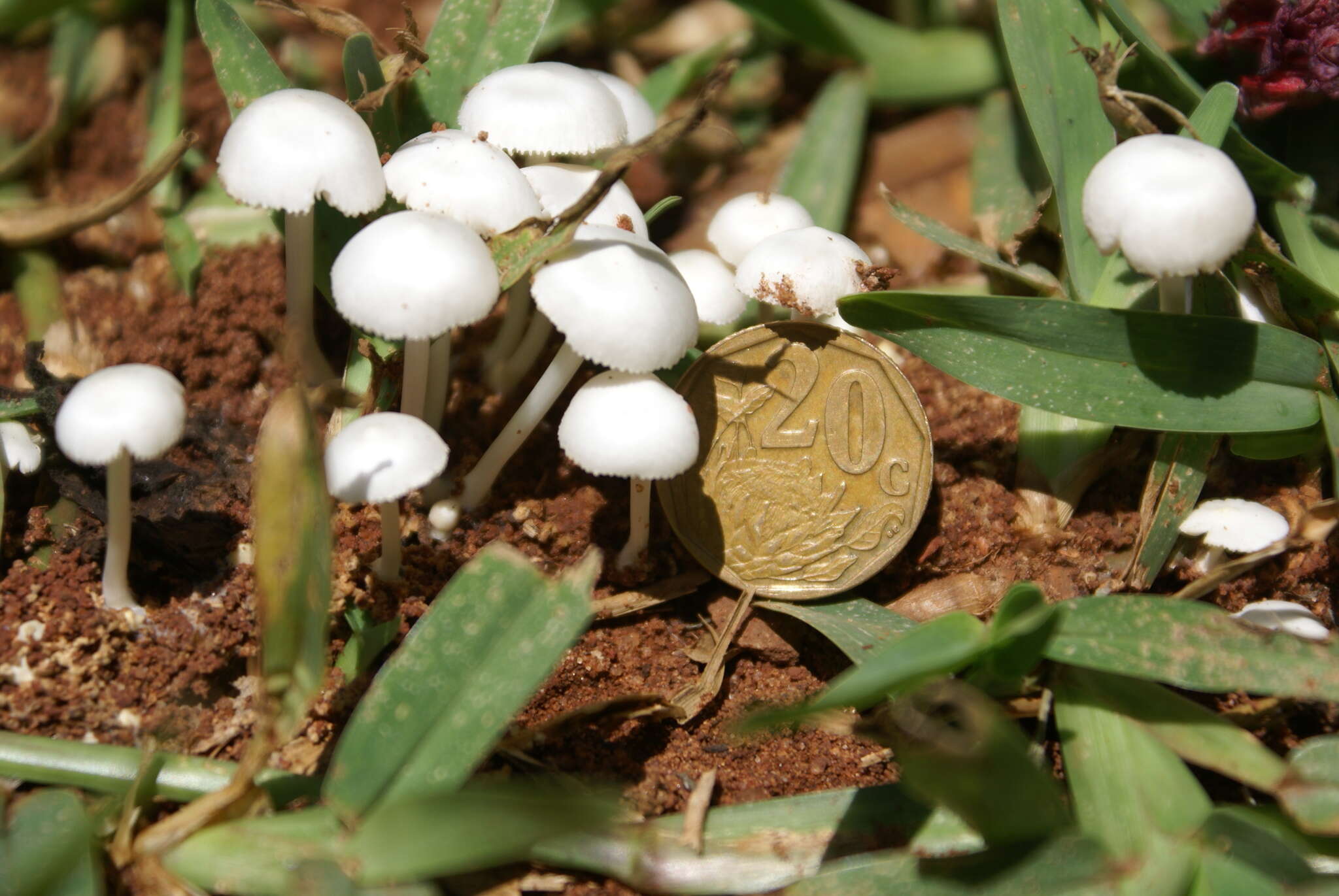 Image of Termitomyces microcarpus (Berk. & Broome) R. Heim 1942