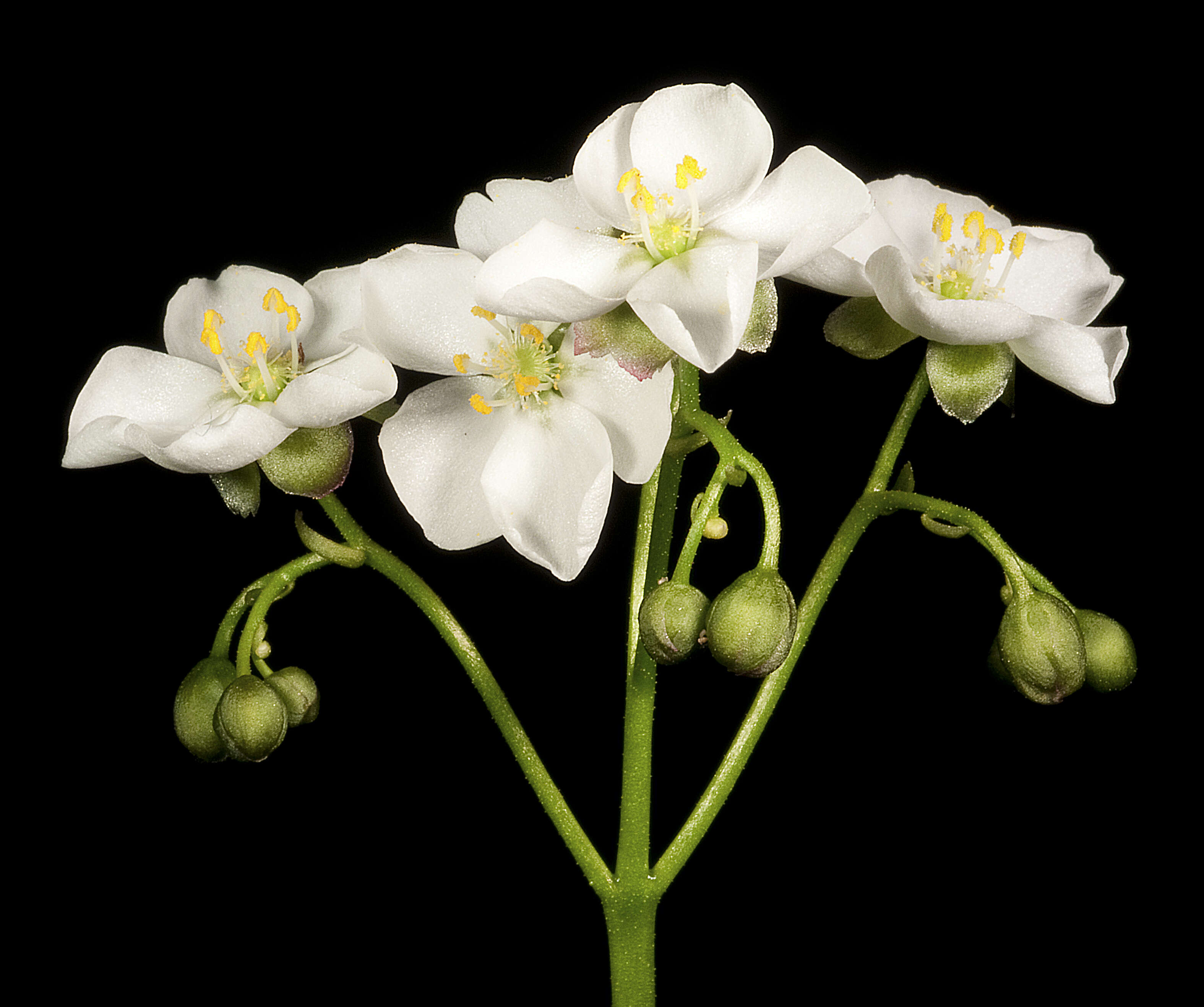 صورة Drosera stolonifera Endl.