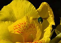 Image of orchid bee