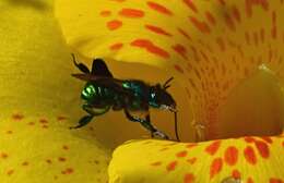 Image of orchid bee