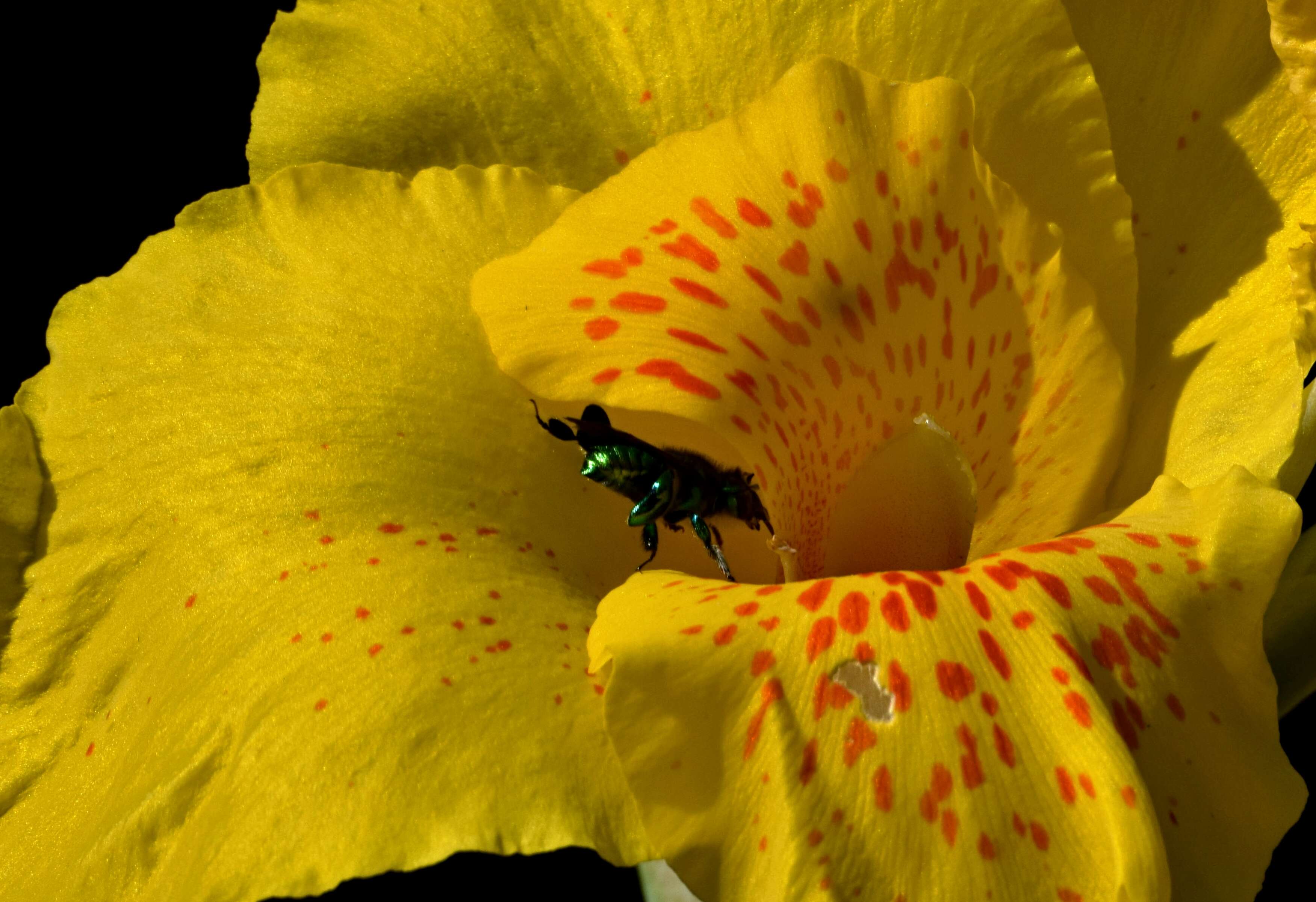 Image of orchid bee