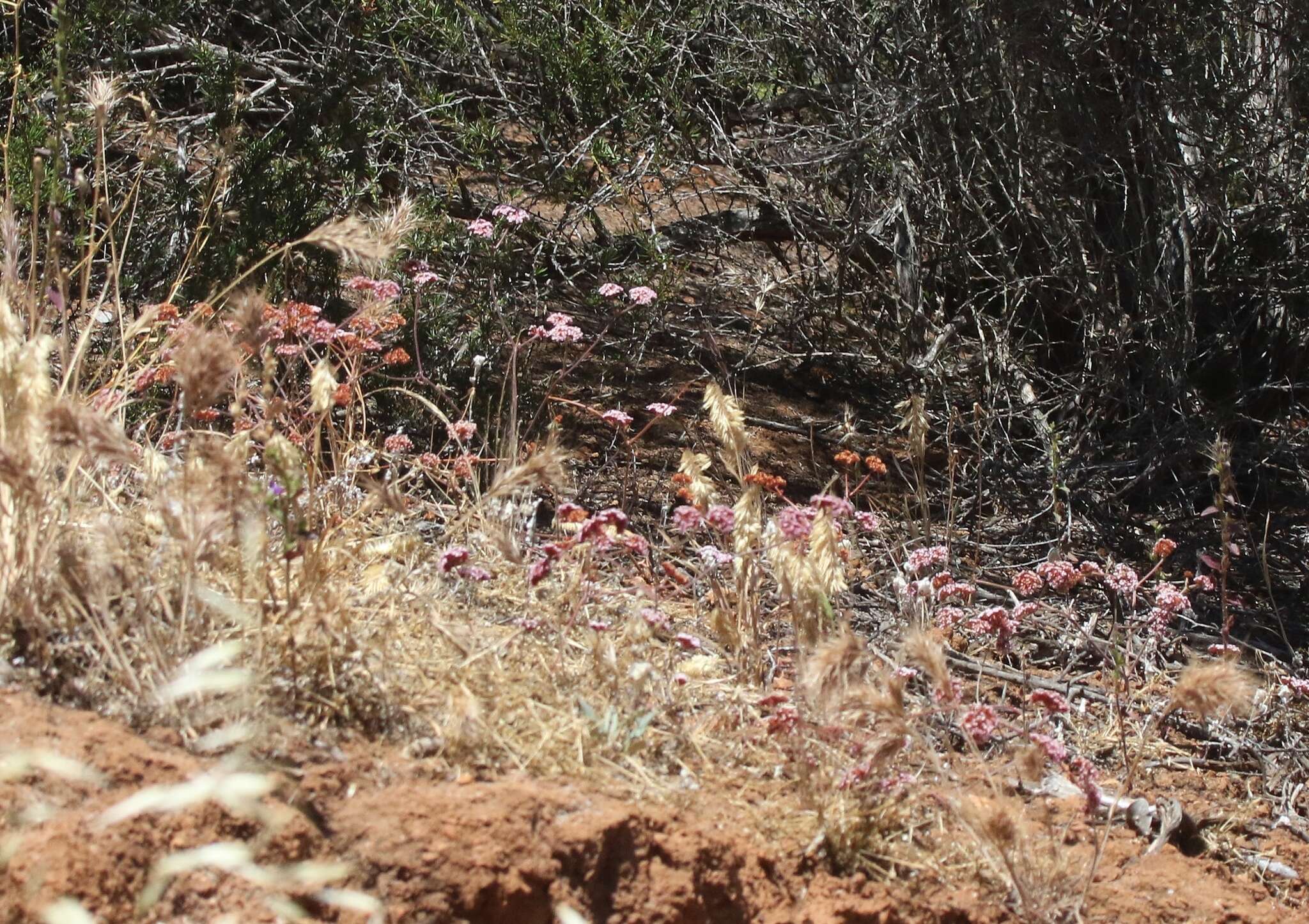 Image of Santa Barbara spineflower