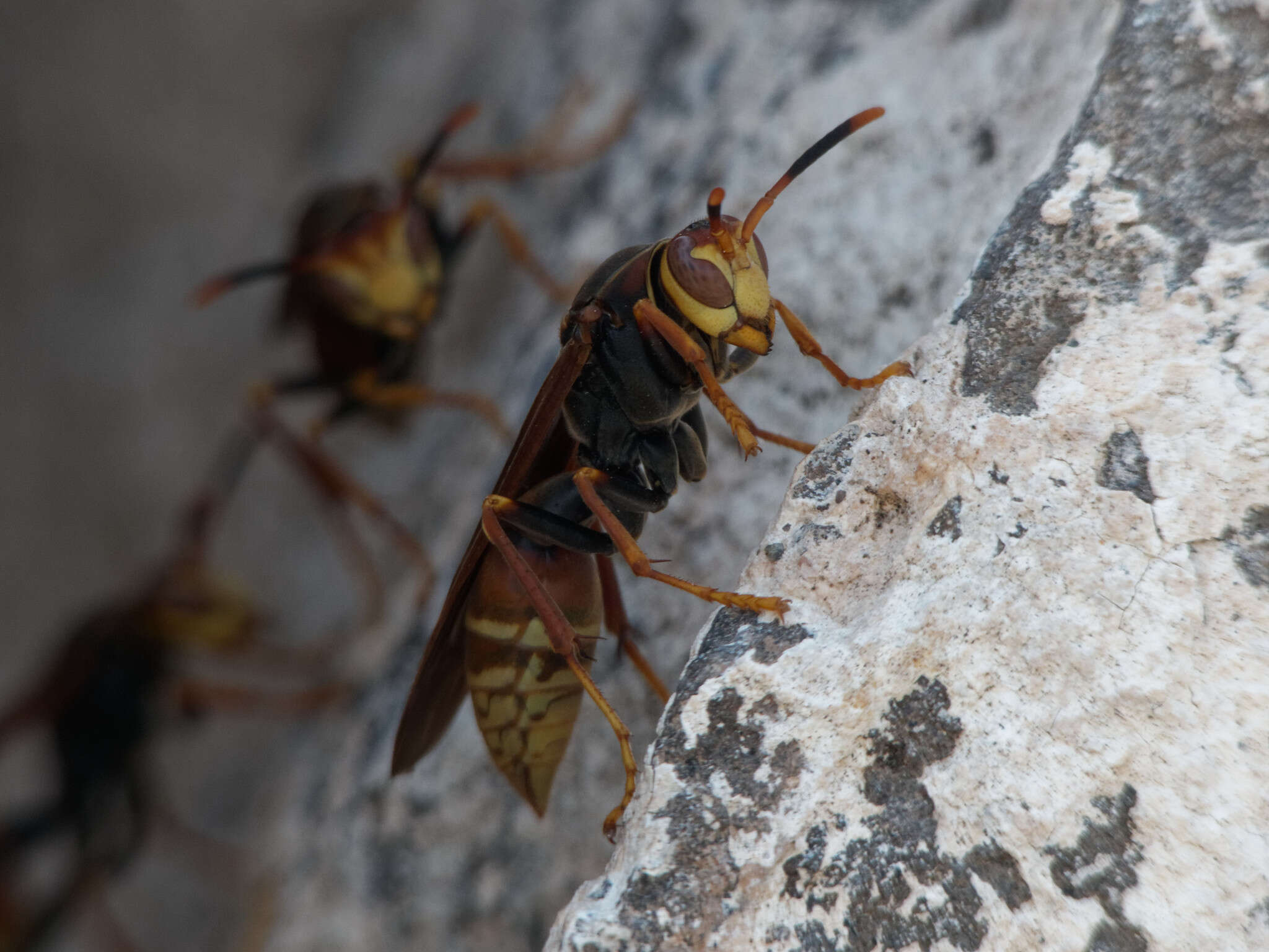 Image of Polistes buyssoni Brethes 1909