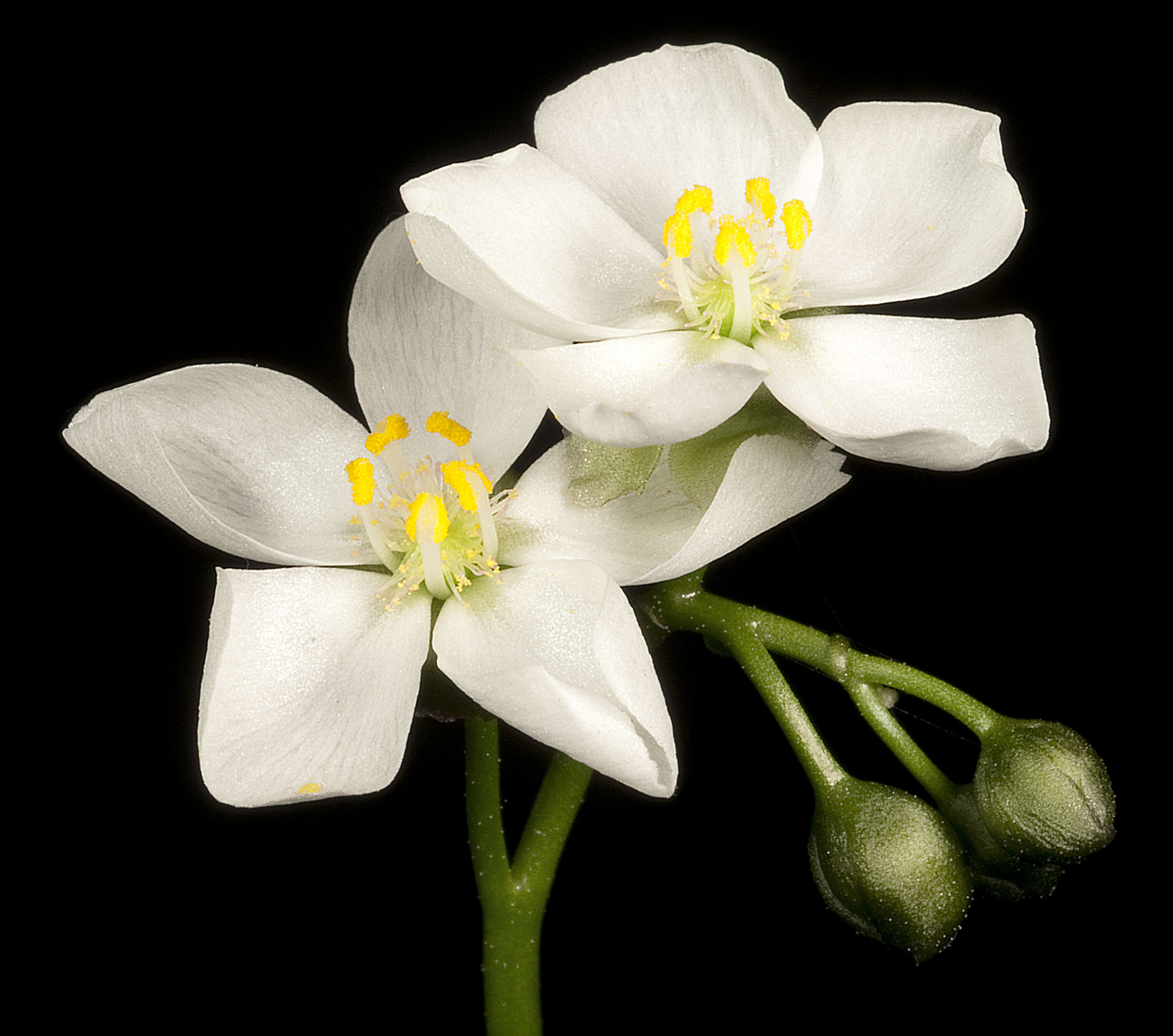 صورة Drosera stolonifera Endl.