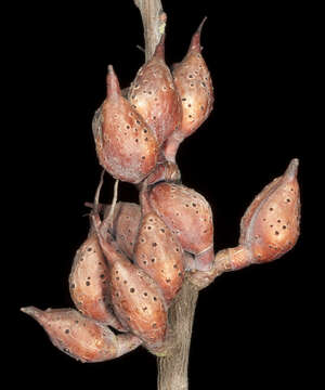 Image of Hakea invaginata B. L. Burtt