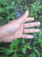 Image of crisped mock vervain