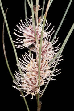 Image of Hakea invaginata B. L. Burtt