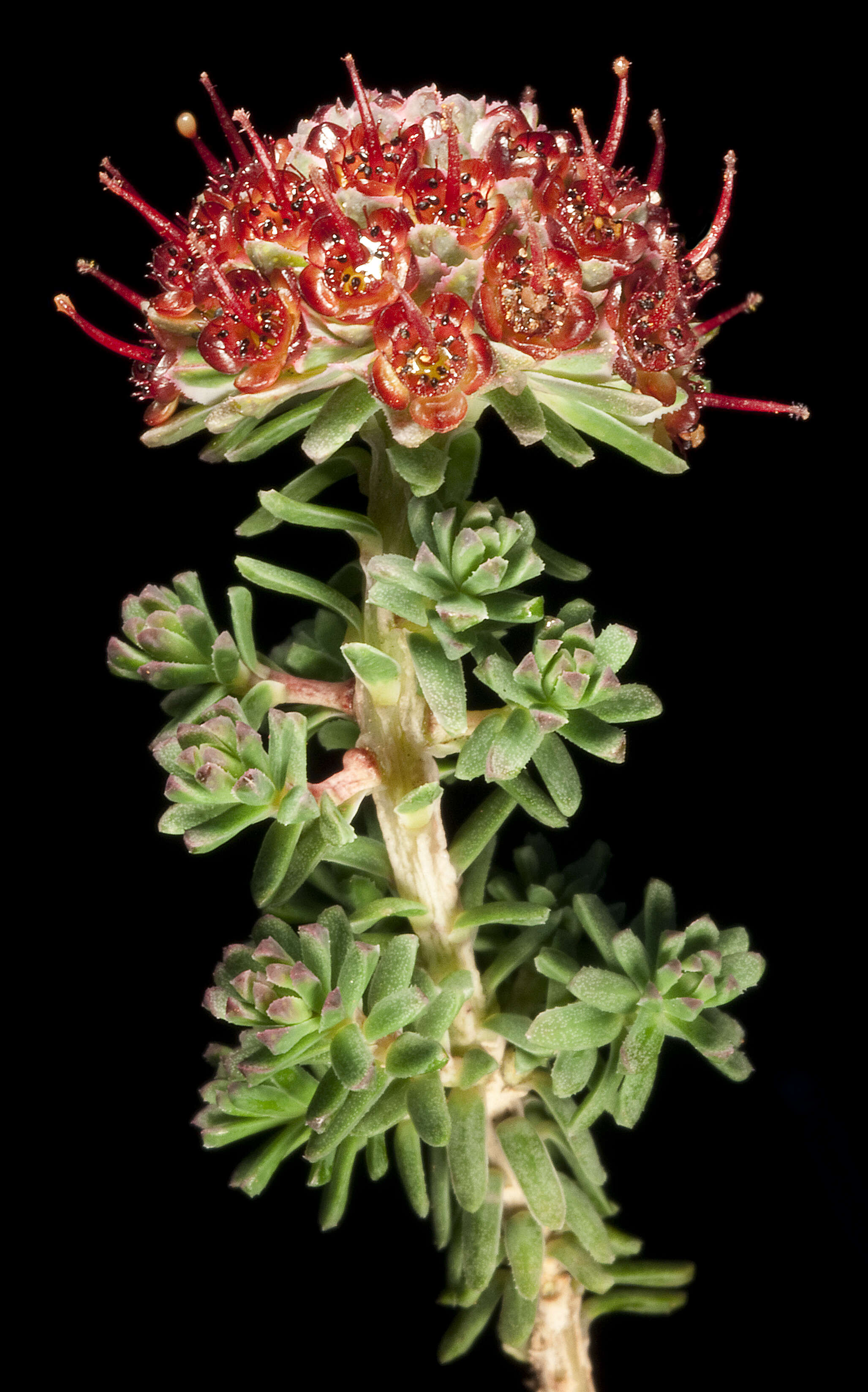 Image of Darwinia