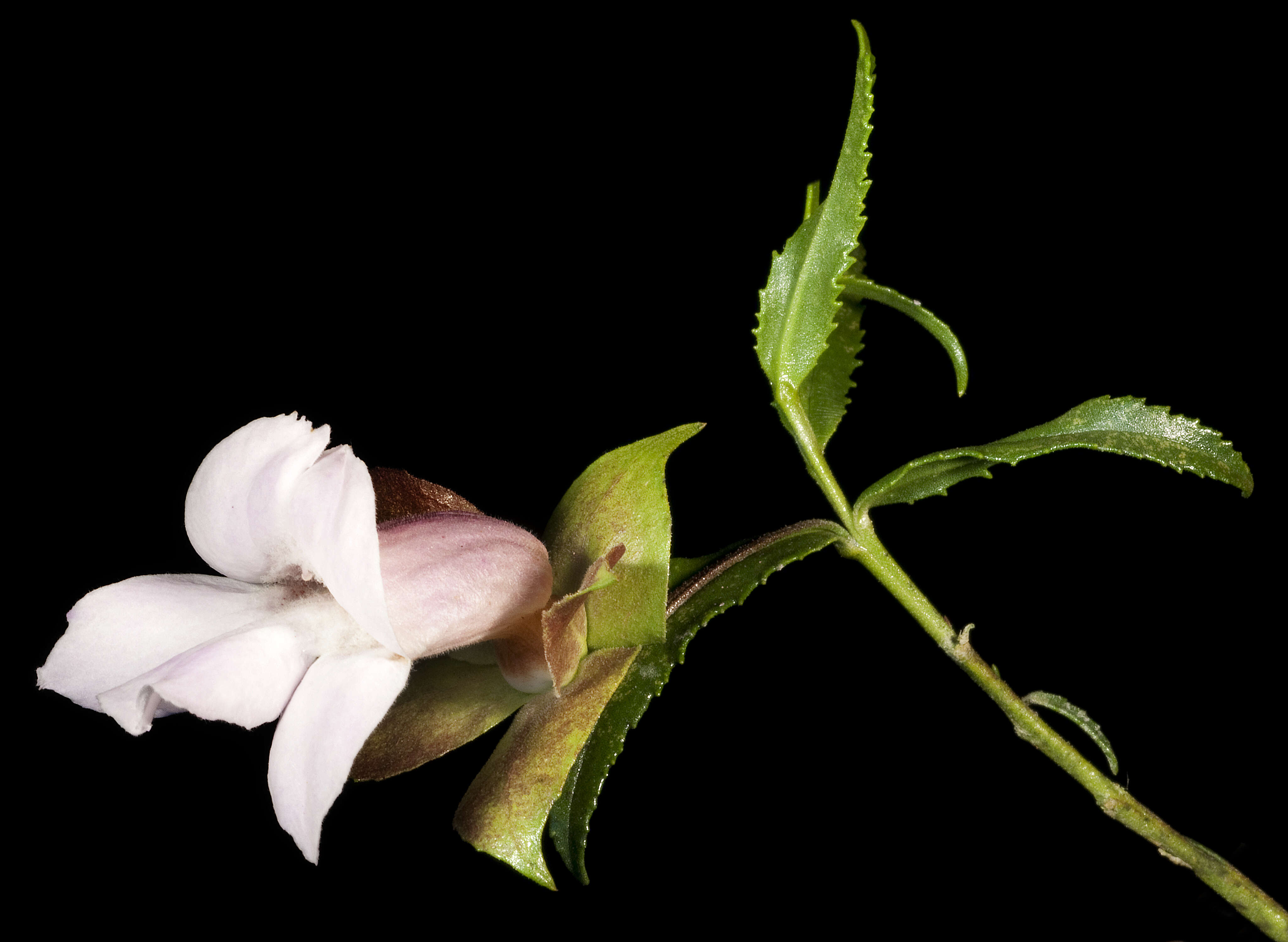 Image of Eremophila clarkei Oldfield & F. Muell.