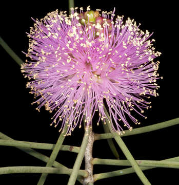 Image of Melaleuca nematophylla F. Müll. ex L. A. Craven