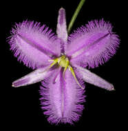 Слика од Thysanotus manglesianus Kunth