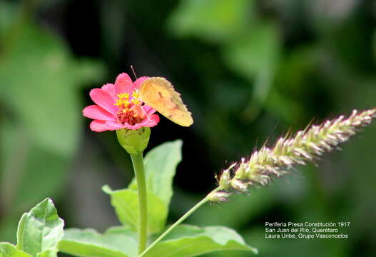 Image of Peruvian zinnia