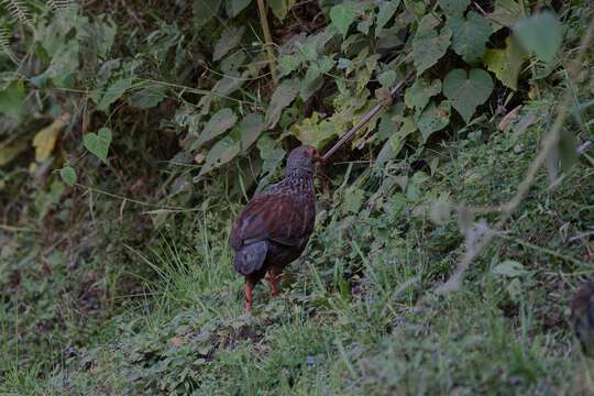 Image of Handsome Francolin