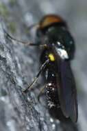 Image of Soldier fly