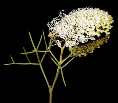 Image of Grevillea leptopoda Mc Gill.