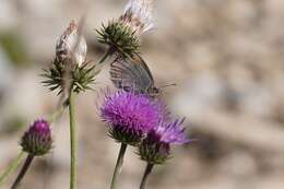 Image of Larche Ringlet