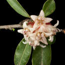 Image of Stenanthemum pomaderroides