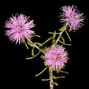Imagem de Melaleuca sclerophylla Diels