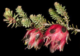 Image of Darwinia polychroma Keighery