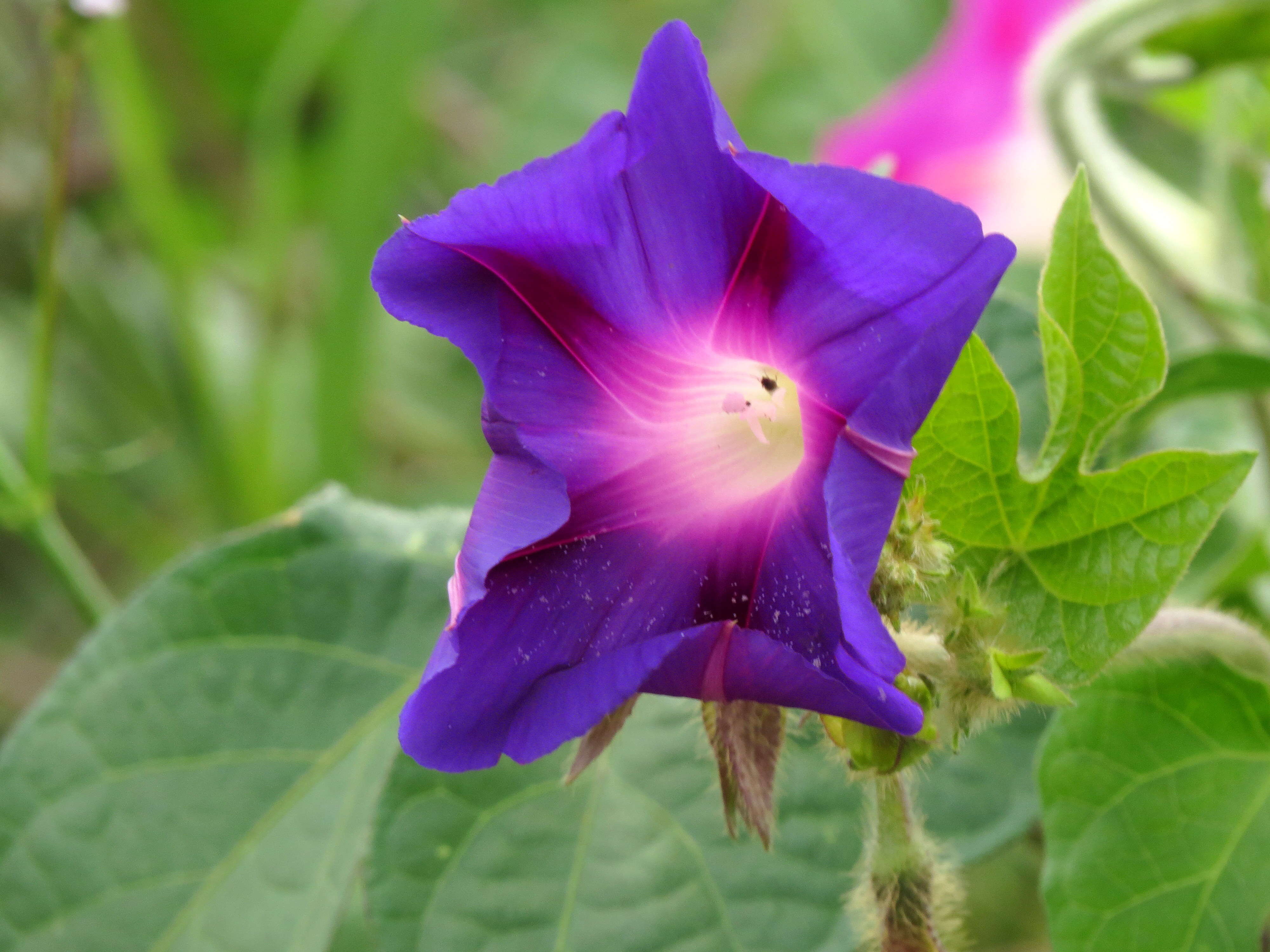 Image of tall morning-glory