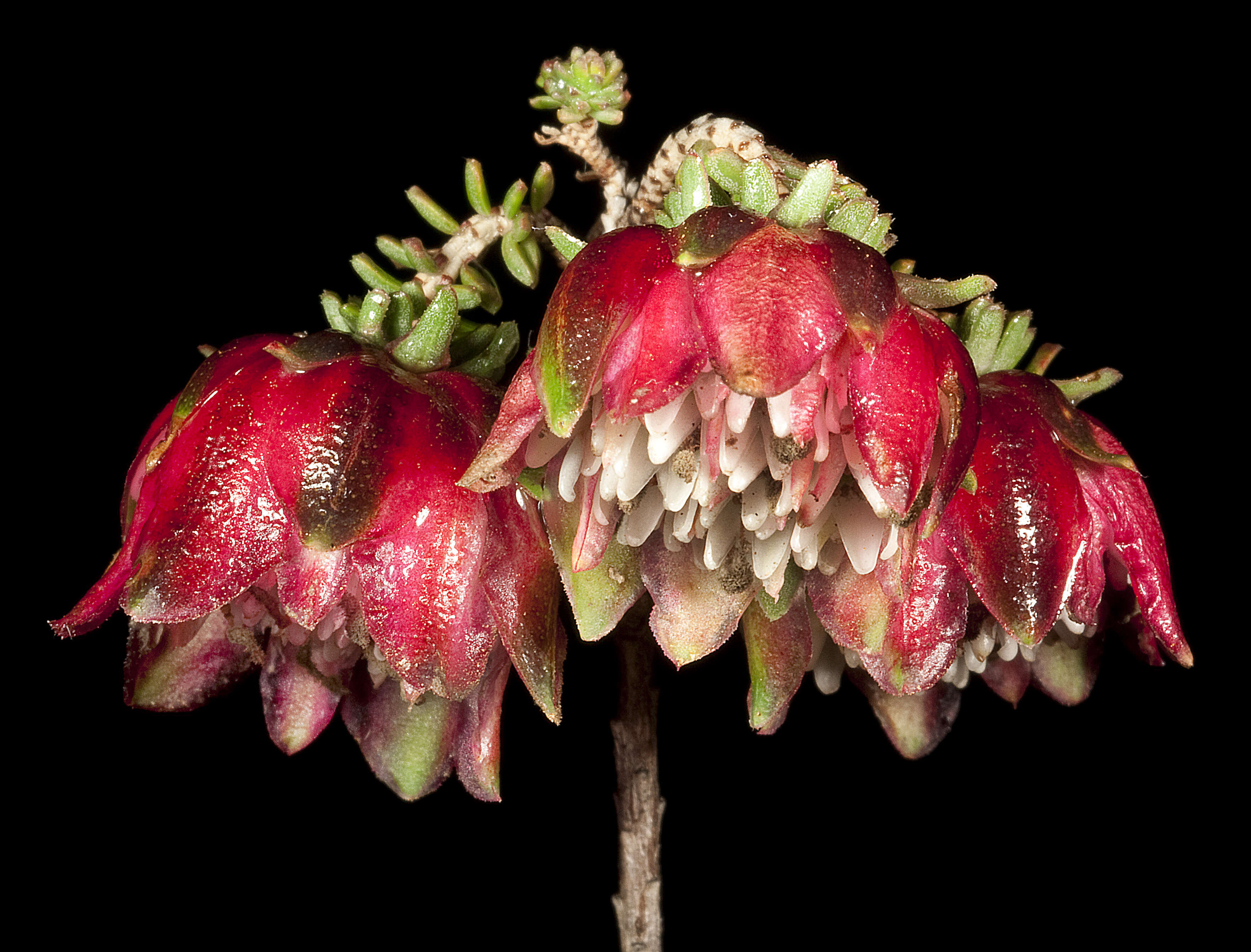 Image of Darwinia polychroma Keighery