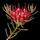 Image of Darwinia pinifolia (Lindley) Benth.