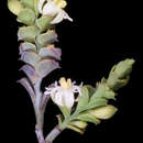 Image of Olacaceae