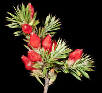 Image of Styphelia tortifolia