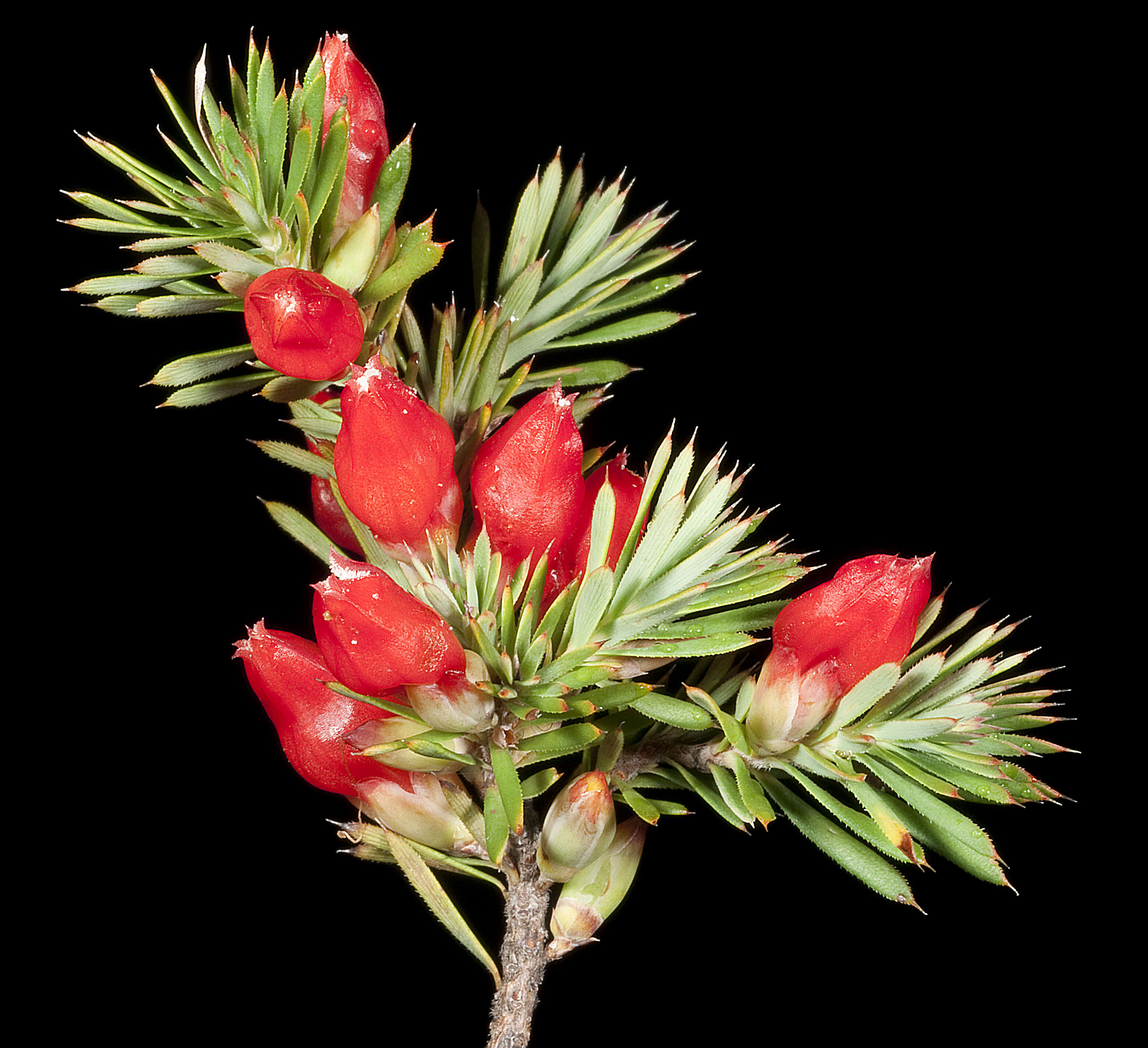 صورة Styphelia tortifolia