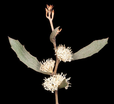 Image of Hakea anadenia Haegi