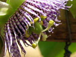 Image of sweet granadilla