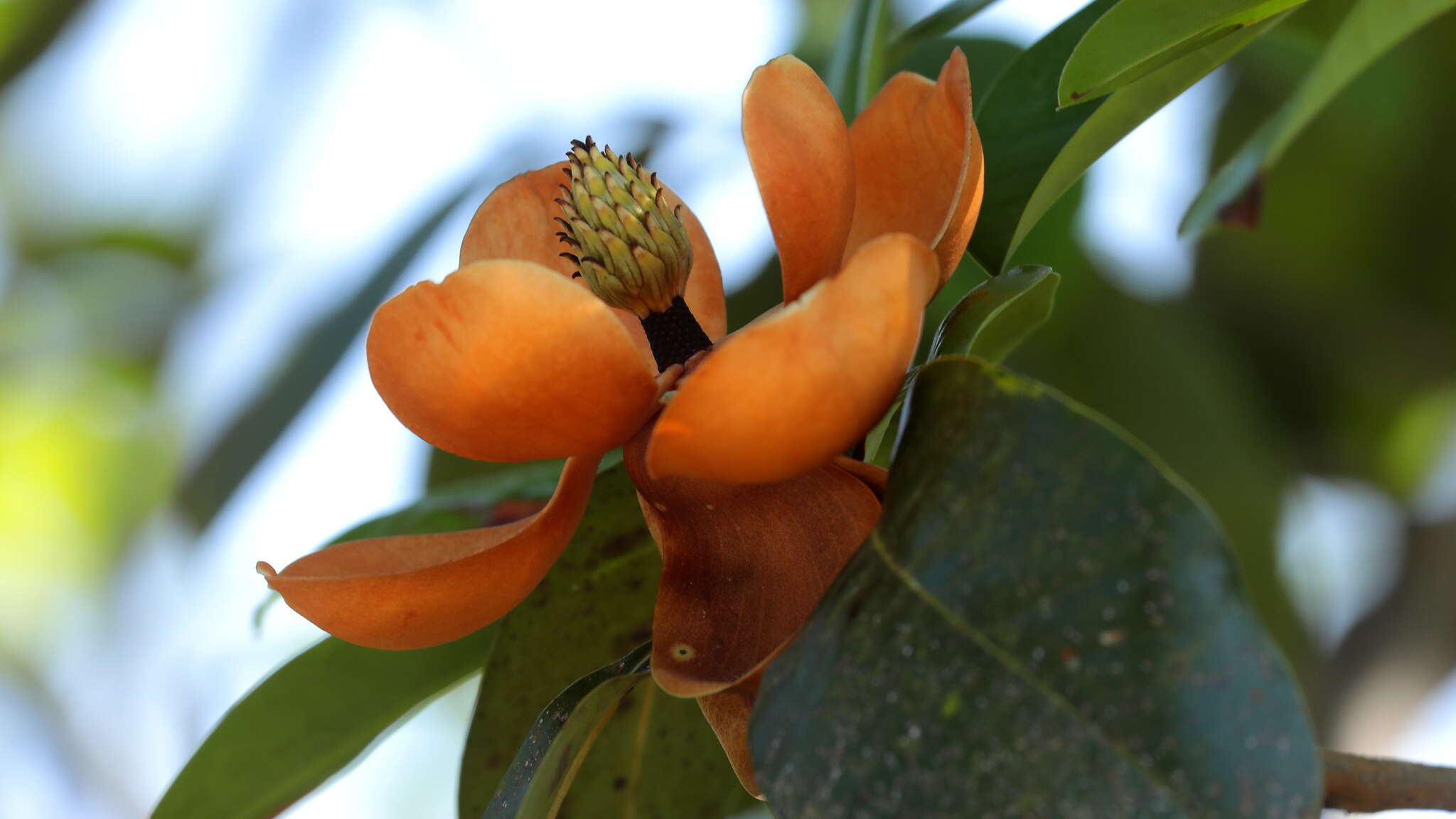 Magnolia tamaulipana Vazquez的圖片