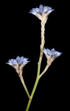 Image of Conospermum caeruleum R. Br.