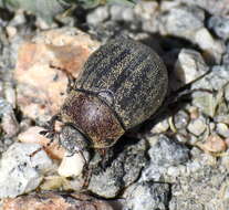 Sivun Phyllophaga (Tostegoptera) lanceolata (Say 1824) kuva