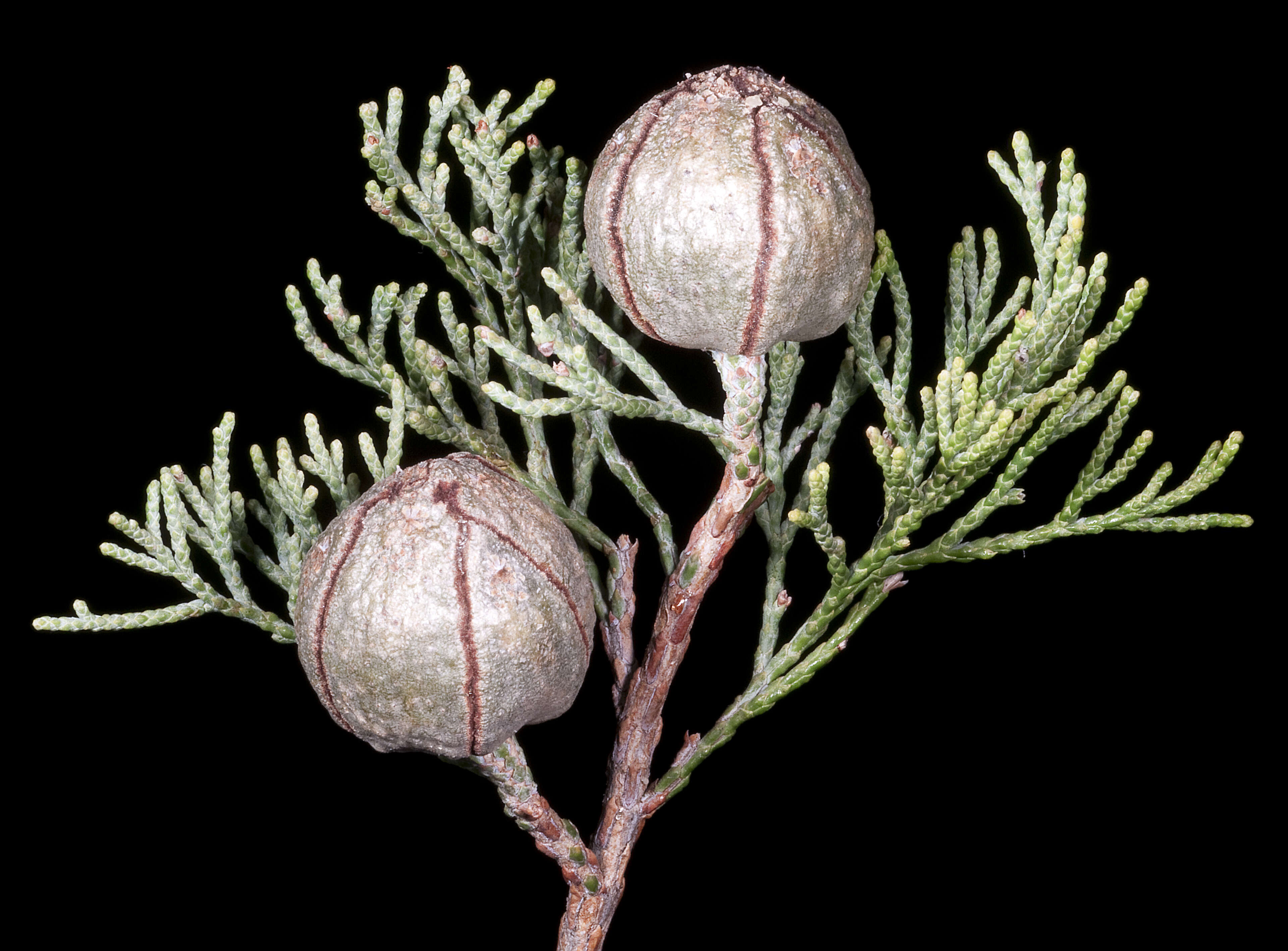 Image of Morrison's Cypress Pine