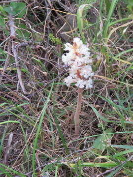 Image of bean broomrape