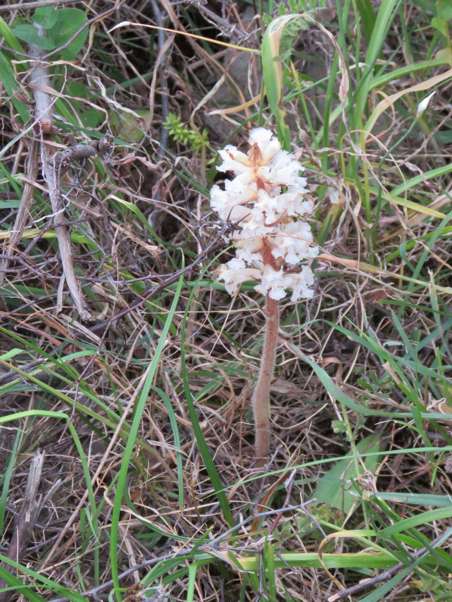 Image de Orobanche crenata Forsskál