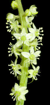 Image of tropical pokeweed