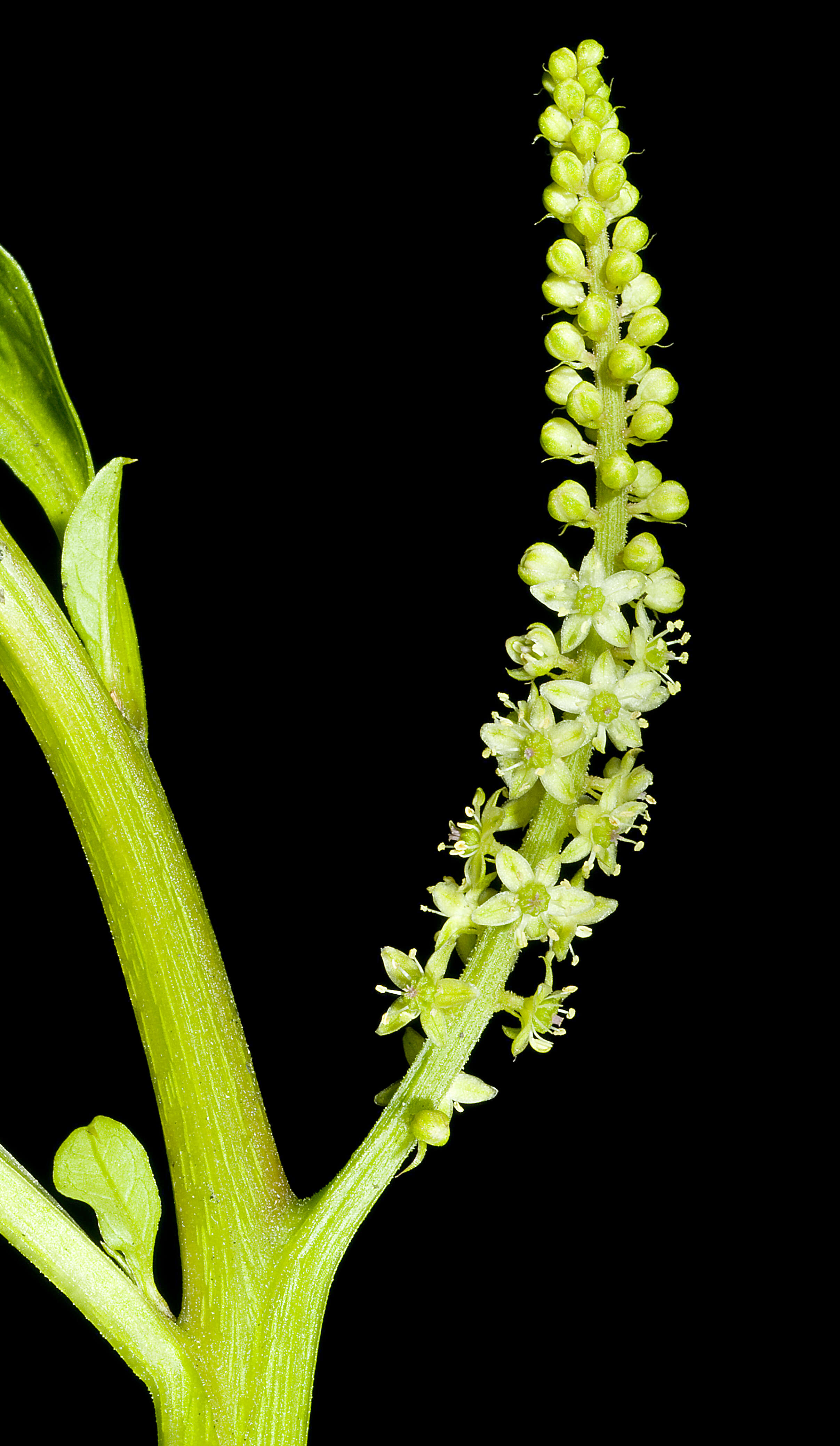 Image of tropical pokeweed