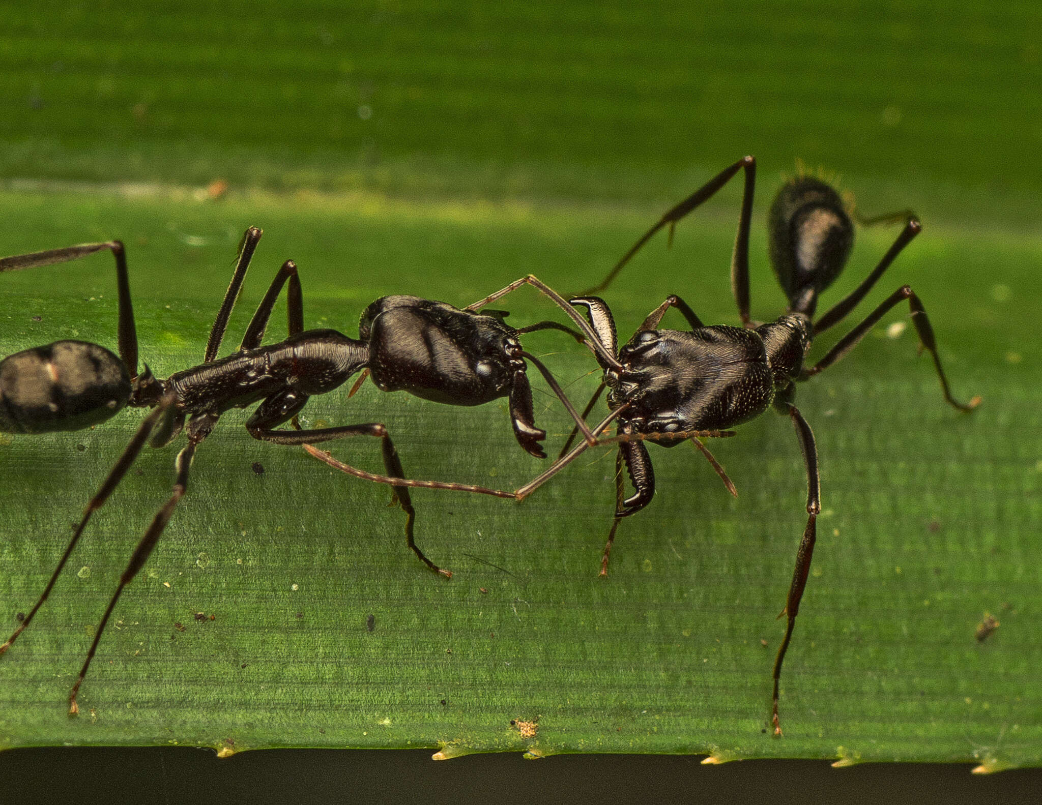 Imagem de Odontomachus cephalotes Smith 1863