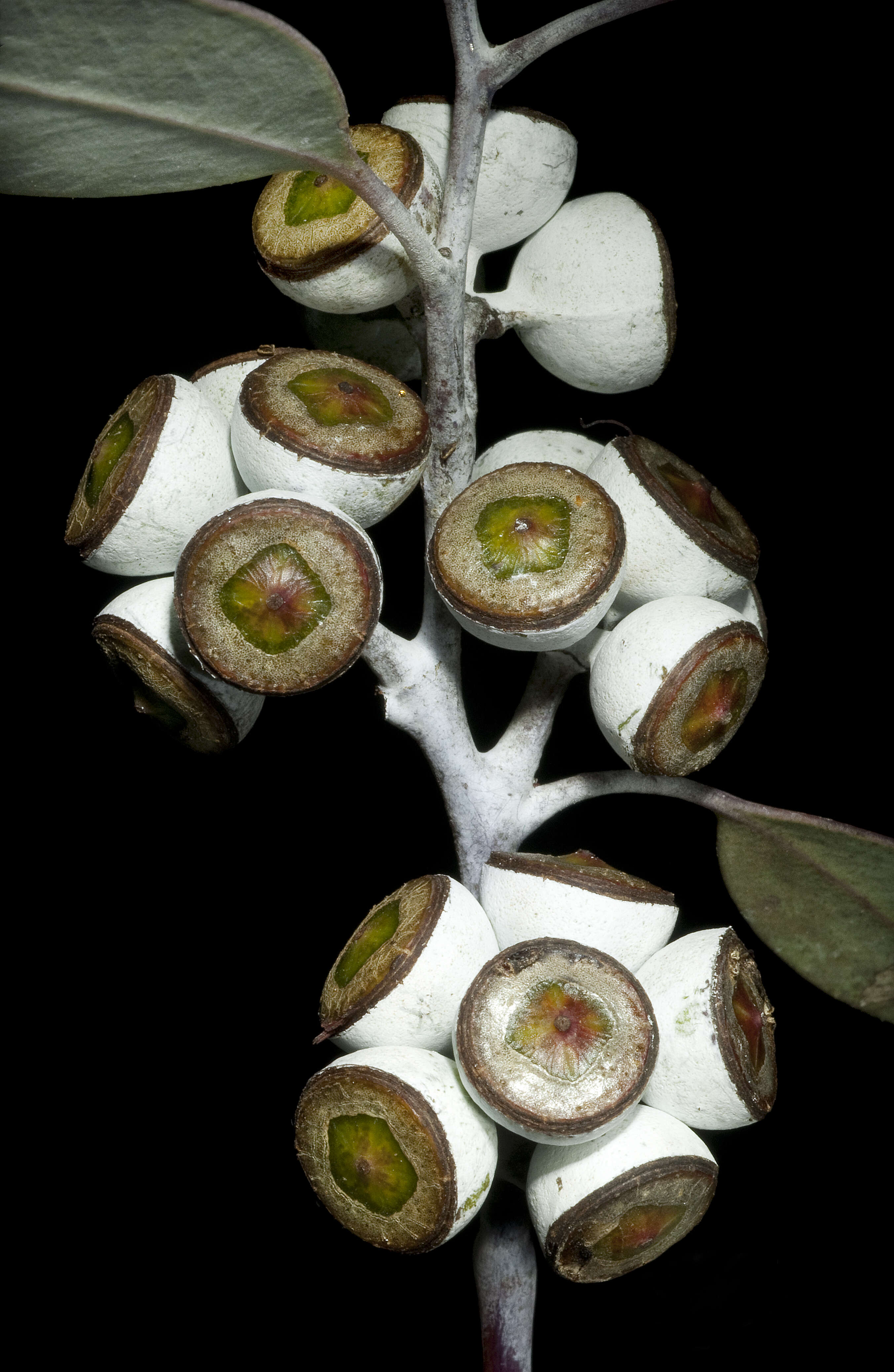 Imagem de Eucalyptus campaspe S. Moore