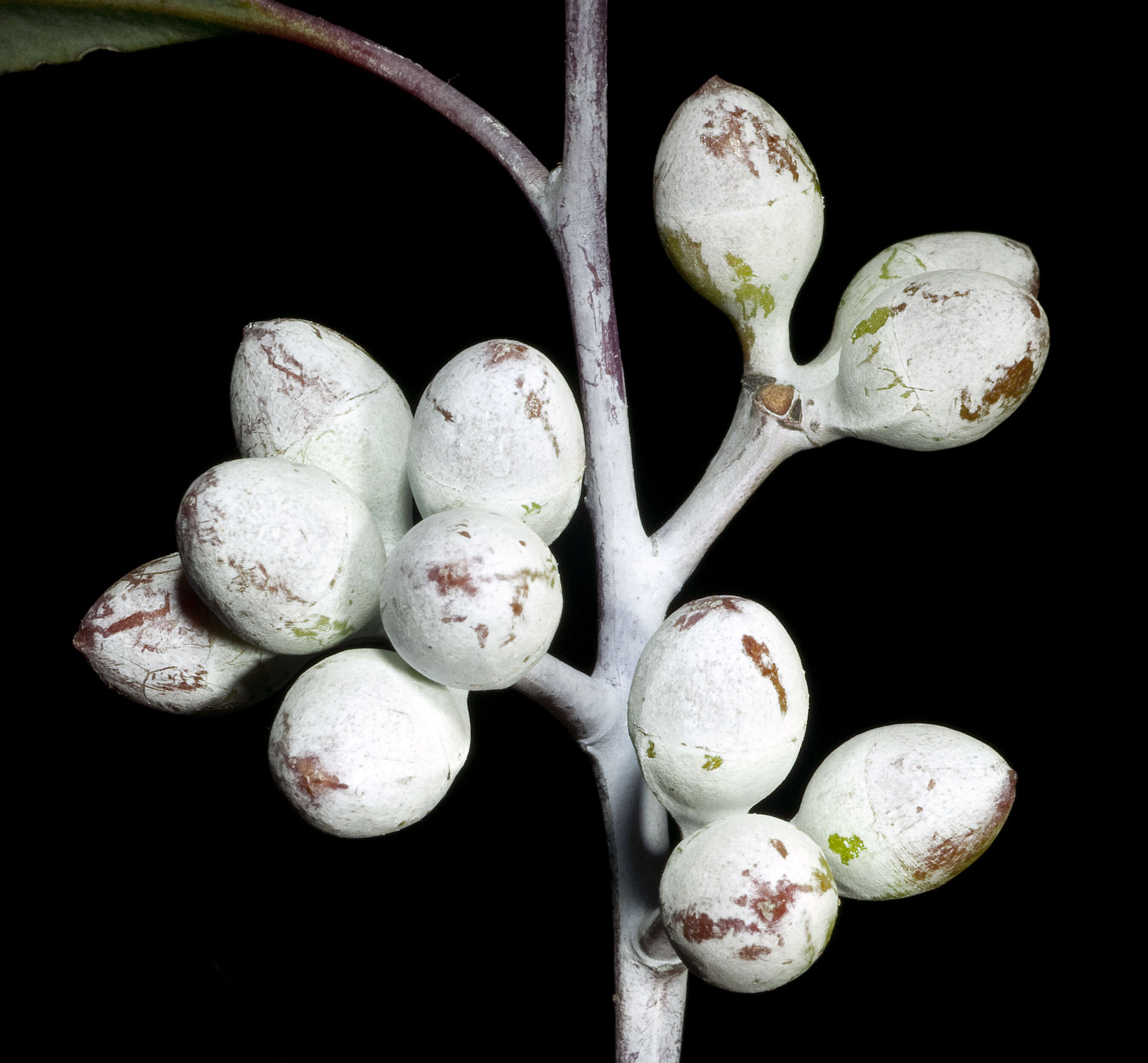 Imagem de Eucalyptus campaspe S. Moore