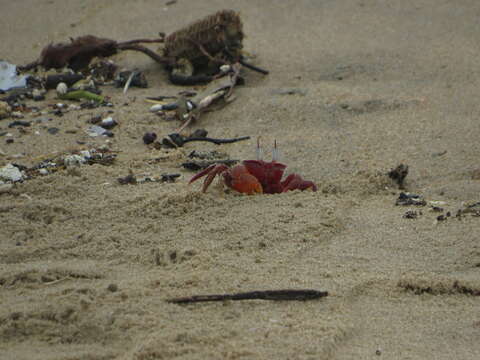 Image of red ghost crab