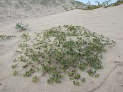 Image of Euphorbia vizcainensis Maya-Lastra & V. W. Steinm.