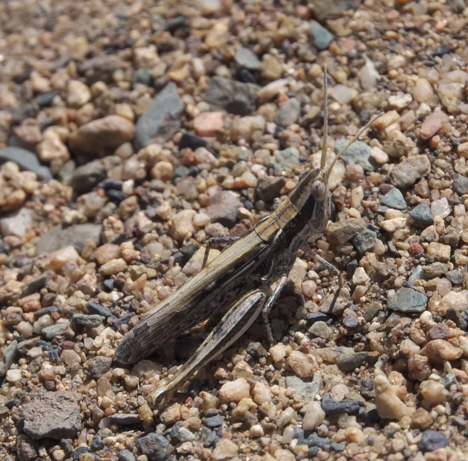 Cordillacris occipitalis (Thomas & C. 1873)的圖片