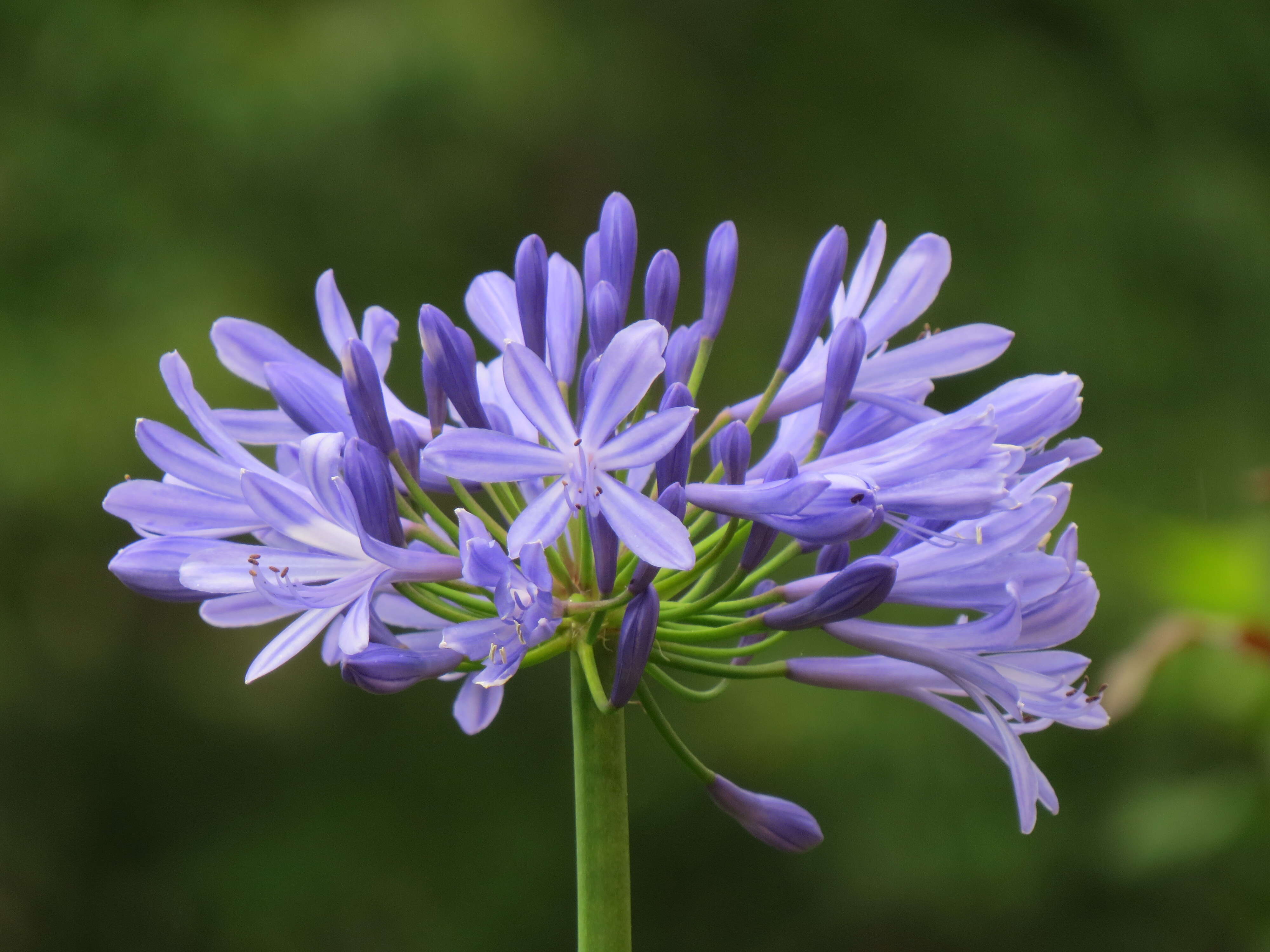 Imagem de Agapanthus praecox Willd.